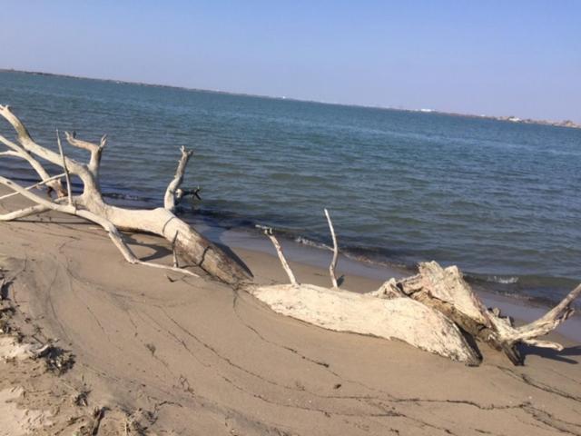 La Salamandre De Camargue Salin-de-Giraud Kültér fotó